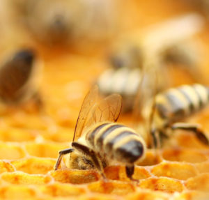 Natural Beeswax Lip Balm Non-SPF